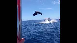 Viral video shows orcas stunning leap during dramatic dolphin hunt [upl. by Anan]