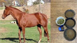 What I feed my horses  tips and tricks REUPLOADED [upl. by Petersen]