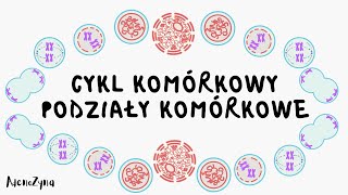 Cykl komórkowy Podziały komórkowe [upl. by Wendelin861]