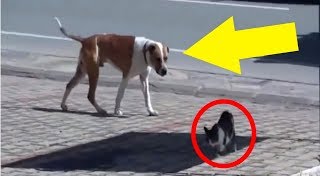 Hund entdeckt eine verletzte Katze auf der Straße und tut etwas Unglaubliches [upl. by Wilek]