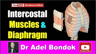 Intercostal Muscles and Diaphragm Dr Adel Bondok [upl. by Duwad961]