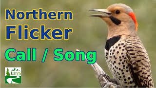 Northern flicker call  song  sounds  Woodpecker Bird [upl. by Arianie]