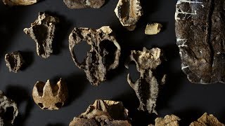 Paleontologists Discover New Mammal Fossils Hidden in Rocks I NOVA I PBS [upl. by Shell]