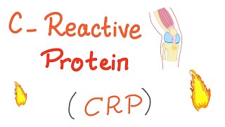 CReactive Protein CRP  Inflammation  Acute phase reactant [upl. by Orwin]