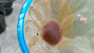 How to culture daphnia moina in a small container Part 1 English Subtitle [upl. by Stanleigh]