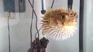 PUFFER FISH BLOW FISH Inflated then Deflated  BLOW ME BEAUTIFUL [upl. by Llyrehc291]