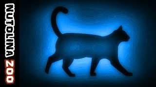 Miauwende katten  Kattengeluiden  Katzen miauen  Katten geluid [upl. by Yeslah709]