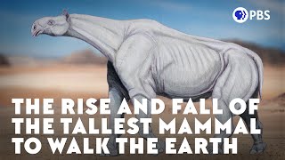 The Rise and Fall of the Tallest Mammal to Walk the Earth [upl. by Mellar]