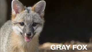 Creature Feature Gray Fox [upl. by Anirac]