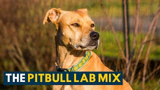 Pitbull Lab Mix Everything About the Loyal amp Loving Bullador [upl. by Caressa]