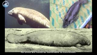 Endangered Ocean Manatees [upl. by Aunson389]