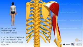 Muscle triceps brachial [upl. by Enimisaj693]