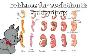 Evidence for Evolution  Embryology [upl. by Ainolloppa262]