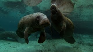 Manatee Protects Her Calf  North America [upl. by Novat329]