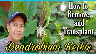 How to Transplant and Remove Dendrobium orchid keikisPaano mag transplant ng dendrobium kekis [upl. by Marget927]