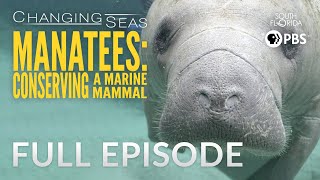 Manatees Conserving a Marine Mammal  Full Episode [upl. by Loni864]