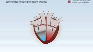 Sirkulasjonssystemet [upl. by Nimesay]