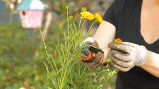 How to Trim Coreopsis  Garden Space [upl. by Pufahl]