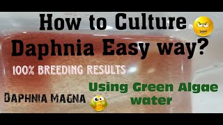 Daphnia MagnaHow to Culture Daphnia Easy wayCulturing Daphnia using Green water Daphnia [upl. by Natsrik870]