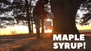 How to Make Maple Syrup in Your Own Backyard [upl. by Yelsna]