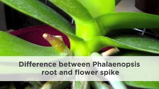 How to difference between orchid root and flower spike [upl. by Phylys541]