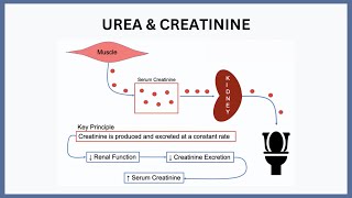 Urea amp Creatinine Explained [upl. by Seravat809]