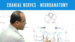 Cranial Nerves  Neuroanatomy [upl. by Godber]