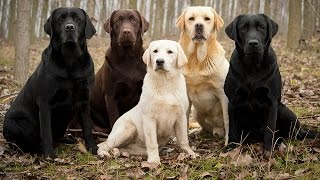 Labrador Retriever Facts [upl. by Marr998]