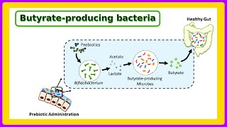 butyrate producing bacteria [upl. by Lissie]