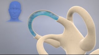 How the Inner Ear Balance System Works  Labyrinth Semicircular Canals [upl. by Limoli]