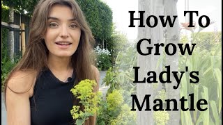 How To Grow Ladys Mantle Alchemilla mollis [upl. by Roots896]