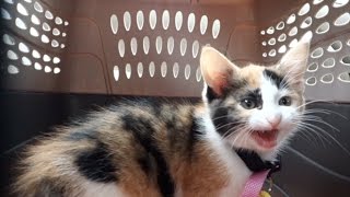 CUTEST Calico Kitten Meowing in Carrier [upl. by Brig]