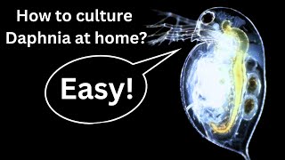 BEST Live Fish Food Beginner guide How to Culture Daphnia at home [upl. by Nuri]