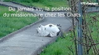 Du jamais vu la position du missionnaire chez les chats [upl. by Josey141]