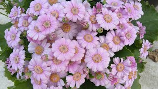 How to grow and care for Paricallis Hybrida Florists Cineraria [upl. by Dinin]