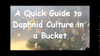 How to culture daphnia outside [upl. by Isbella]