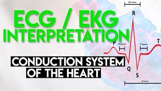 Electrical Conduction System of the Heart  ECG EKG Interpretation Part 1 [upl. by Inohtna592]