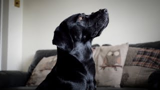 25 Labrador Tricks [upl. by Shaya]