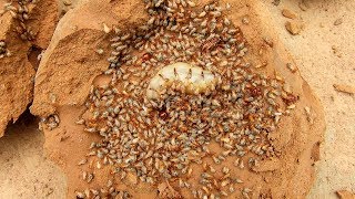 World record biggest Termite Queens 👁️👁️ [upl. by Nelav]