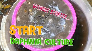 How to culture daphnia moina the easy way 1  Starting the Daphnia culture [upl. by Nennerb]