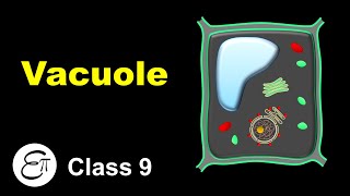 Vacuole  The Fundamental Unit of Life  14  for Class 9 in Hindi [upl. by Yhtur]