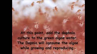 Daphnia  How to grow daphnia in your home [upl. by Carew]