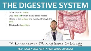 The Digestive System  GCSE Biology 91 [upl. by Fenelia213]