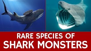 10 Rare Sharks Endangered Species and Extinct Prehistoric Marine Monsters [upl. by Anum918]