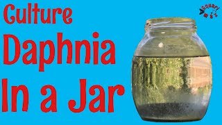 How to Culture Daphnia in a Jar [upl. by Ozneral]