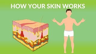 How Your Skin Works  How does the skin work Human skin Structure and Function [upl. by Ytsirc]