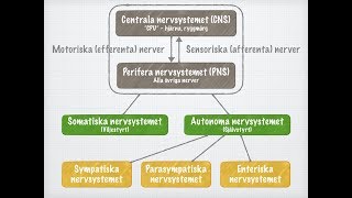 Nervsystemets funktionella indelning [upl. by Aelahs]