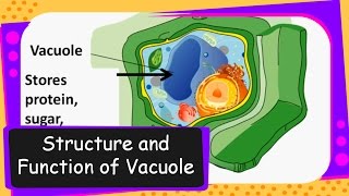 ScienceVacuole in Cell and its functionEnglish [upl. by Anayia]