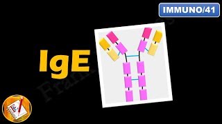 IgE  Structure Properties and Functions FLImmuno41 [upl. by Aninaj]