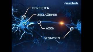 Grundlagen 2 Neurone neurotech [upl. by Roland572]